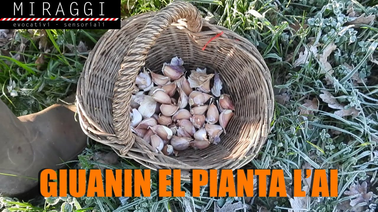 giuanin el pianta l'ai
