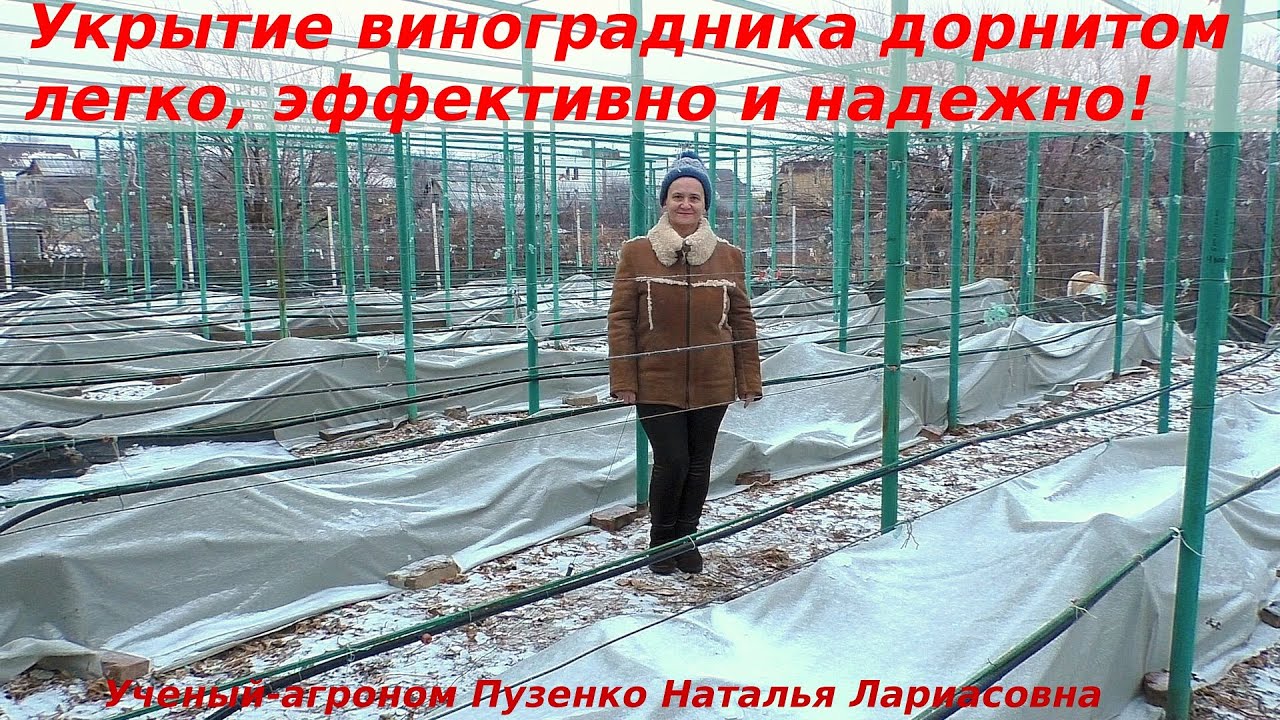 Зимнее укрытие виноградников дорнитом- легко, надежно и просто! Факторы зимостойкости, фазы закалки