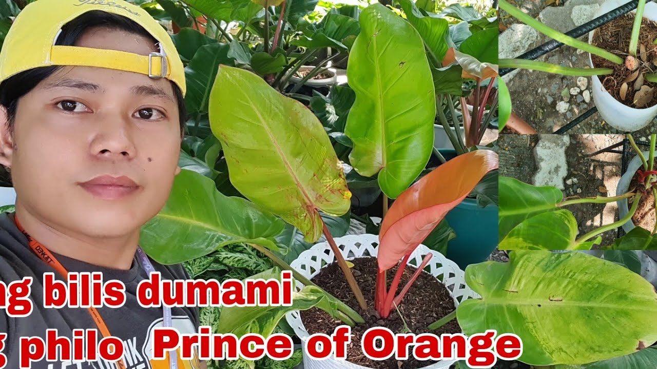 ANG BILIS DUMAMI NG /PHILODENDRON PRINCE OF ORANGE & PRINCE OF ALBERT IN 30 DAYS !!!