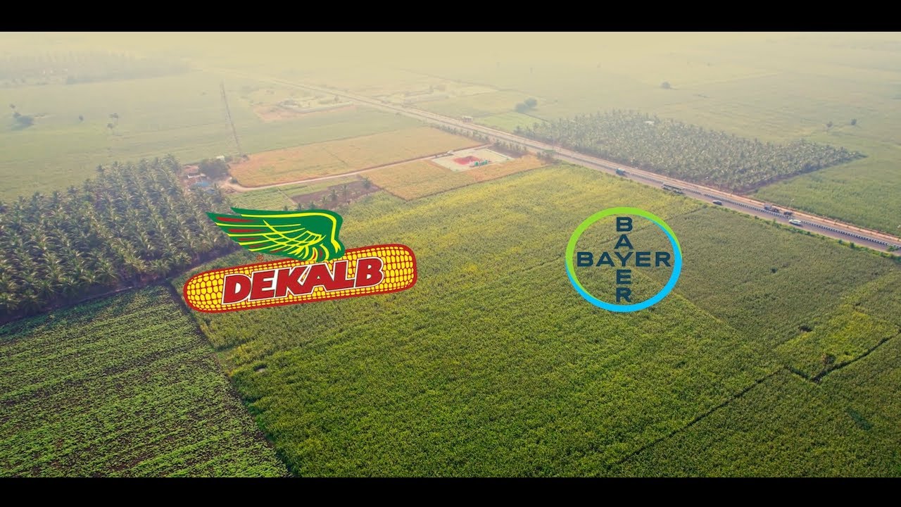 🌽மக்கா சோல வயல் விழா. கணக்கன்பட்டி (பழனி). 🌽DEKALB. DKC 9247, DKC 9233. 🌽