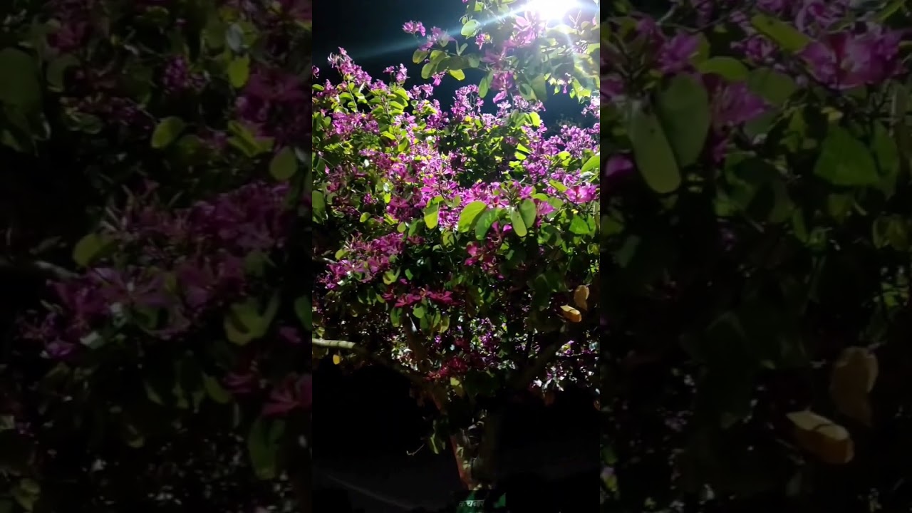 Bauhinia Blakeana|Hongkong Orchid Tree|कचनार| A Beautiful Tree with Medicinal Value|Warm ClimateTree