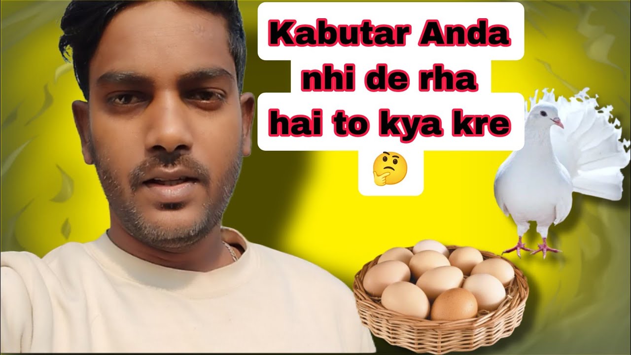 //Kabutar Anada nhi de rha hai to kya kre 👉🕊🤔 #pigeon #kabutar #youtube #viral #birds #rspigeonvlog