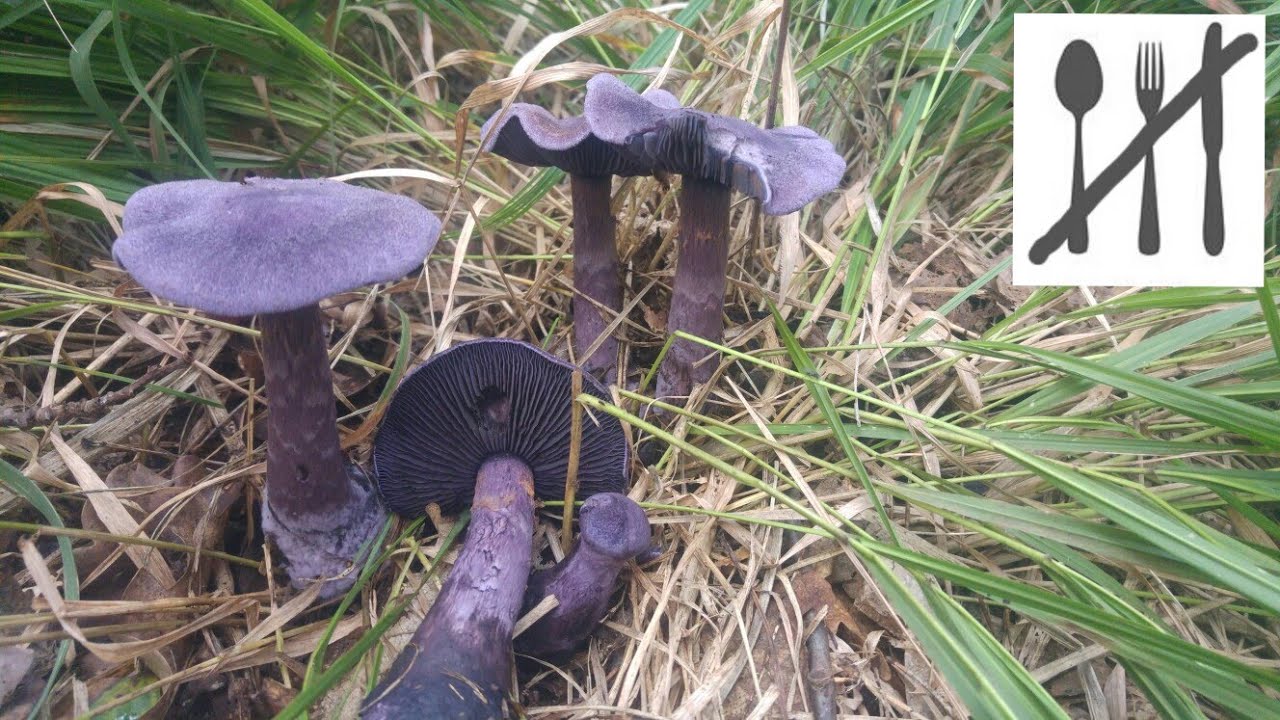 Zasłonak fioletowy&nbsp;(Cortinarius violaceus) 28.08.2017