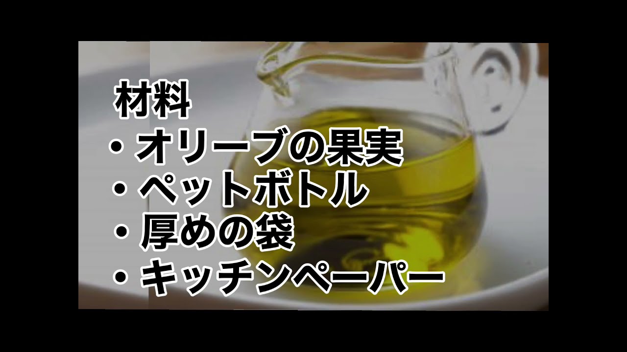 自宅で作れる！！【オリーブオイルの作り方】