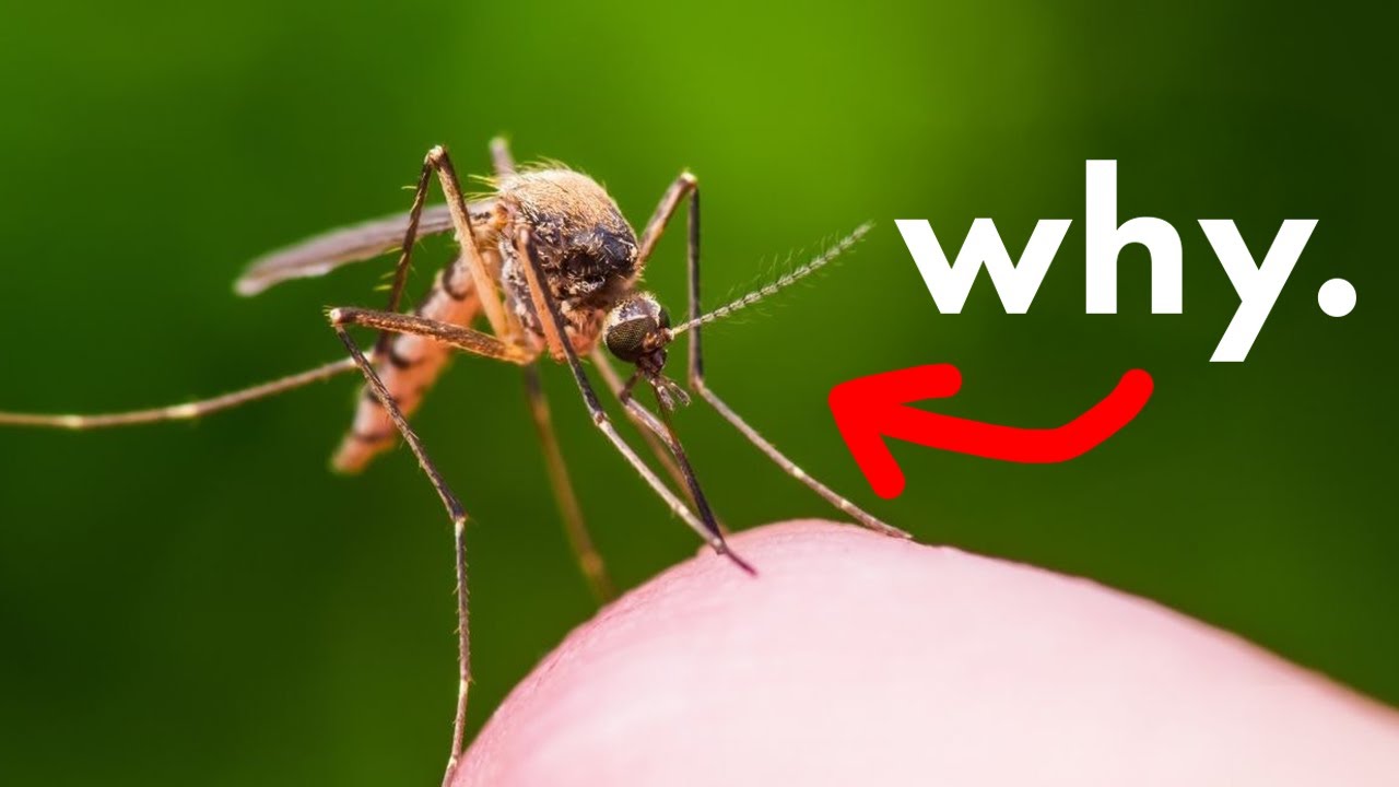 Why Do Mosquitoes Even Exist??