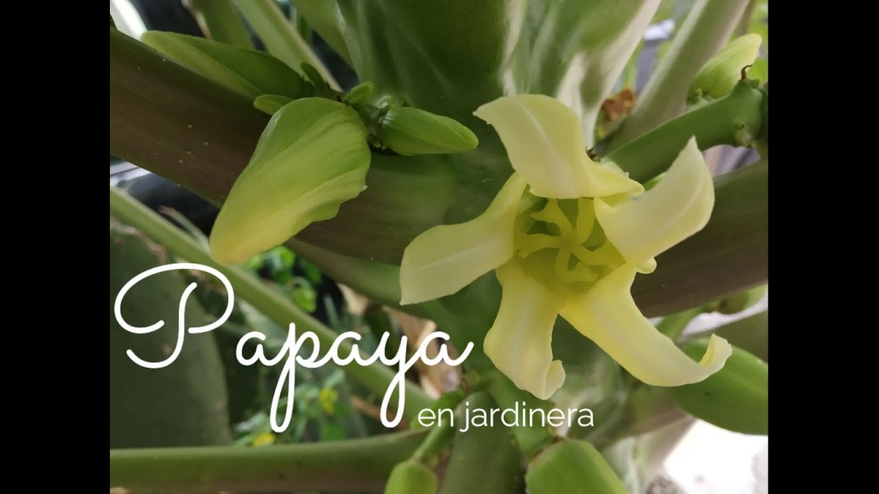 Cultivo de papaya en maceta| Flor de papaya tipos| Fertilizar| Porque se cae el fruto|Elegir semilla