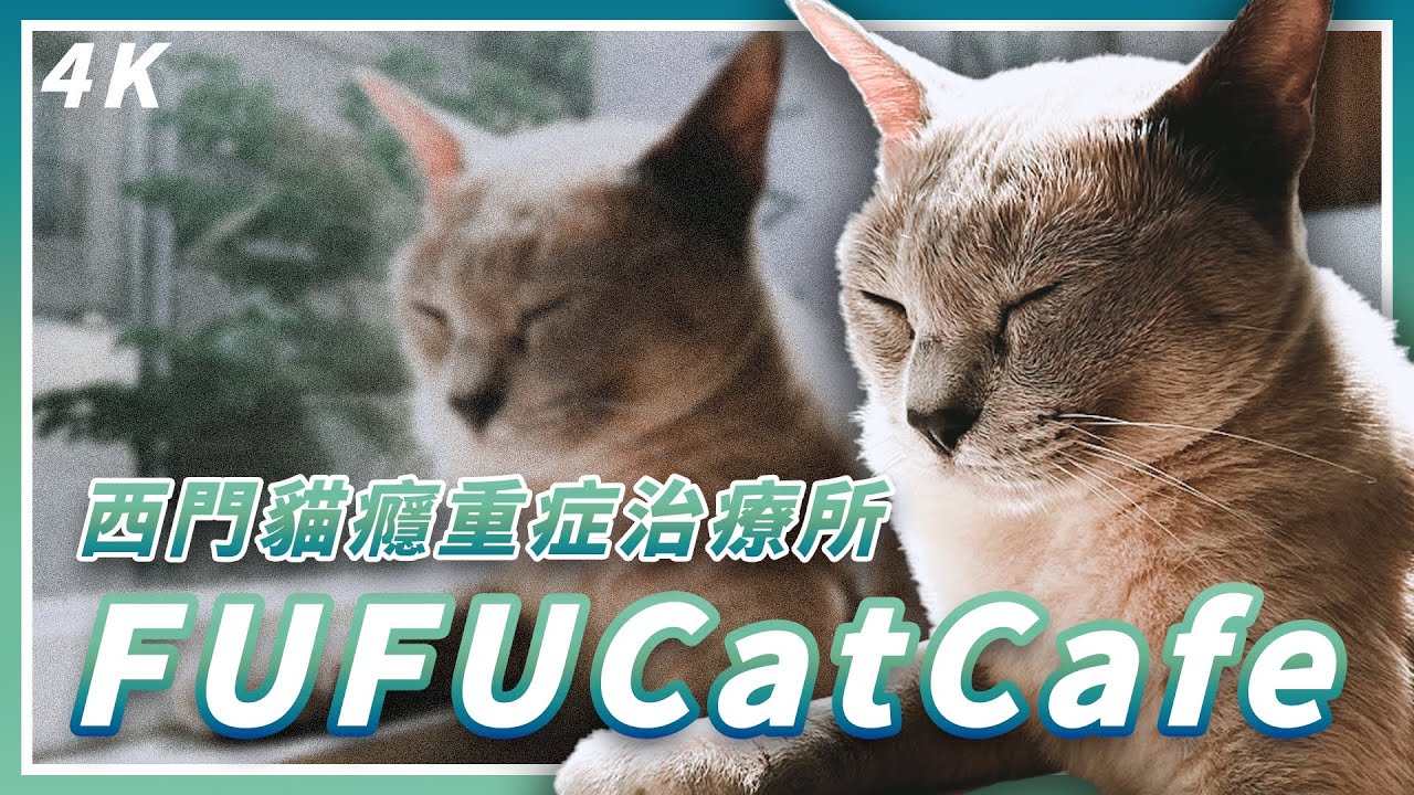 【4K 】貓癮重症治療所 ｜FUFUCatCafe