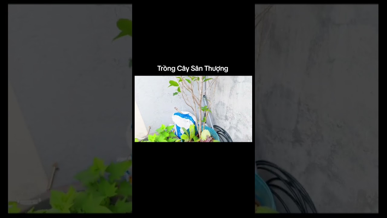 Trồng Cây Sân Thượng 