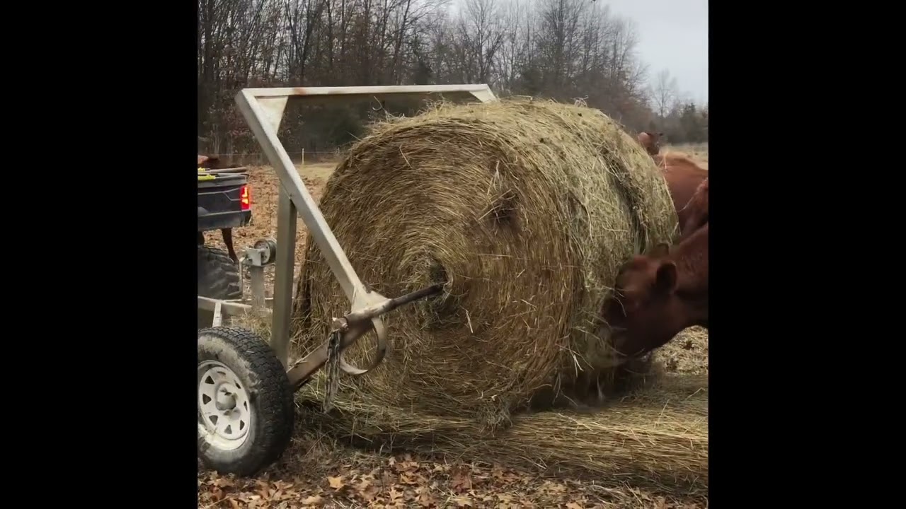 Unrolling a bale of hay with the Greg Judy Bale UnRoller