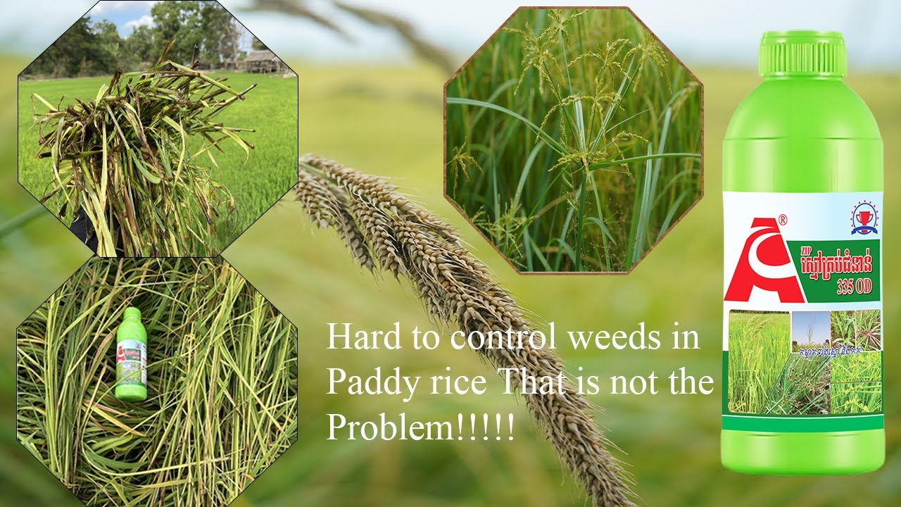 Video the best herbicide to control weeds and sedges in paddy rice