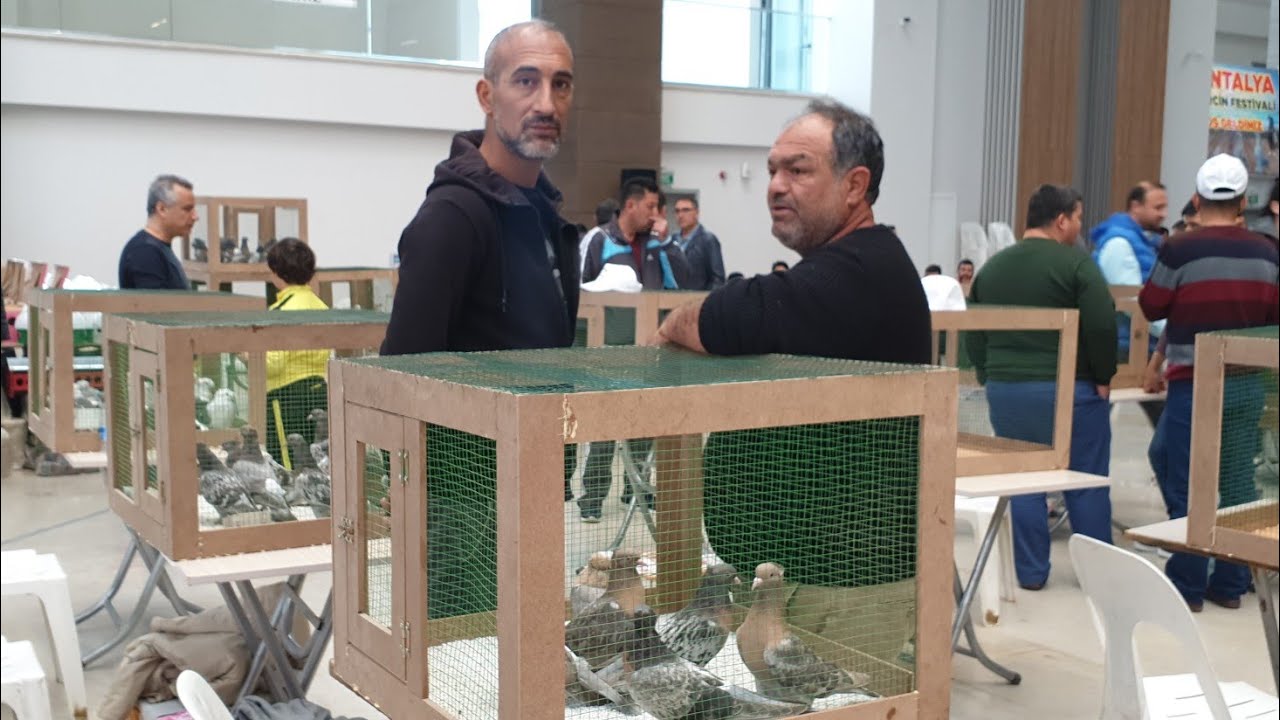 Güvercin Festivali Satılık Kuşları İnceliyoruz