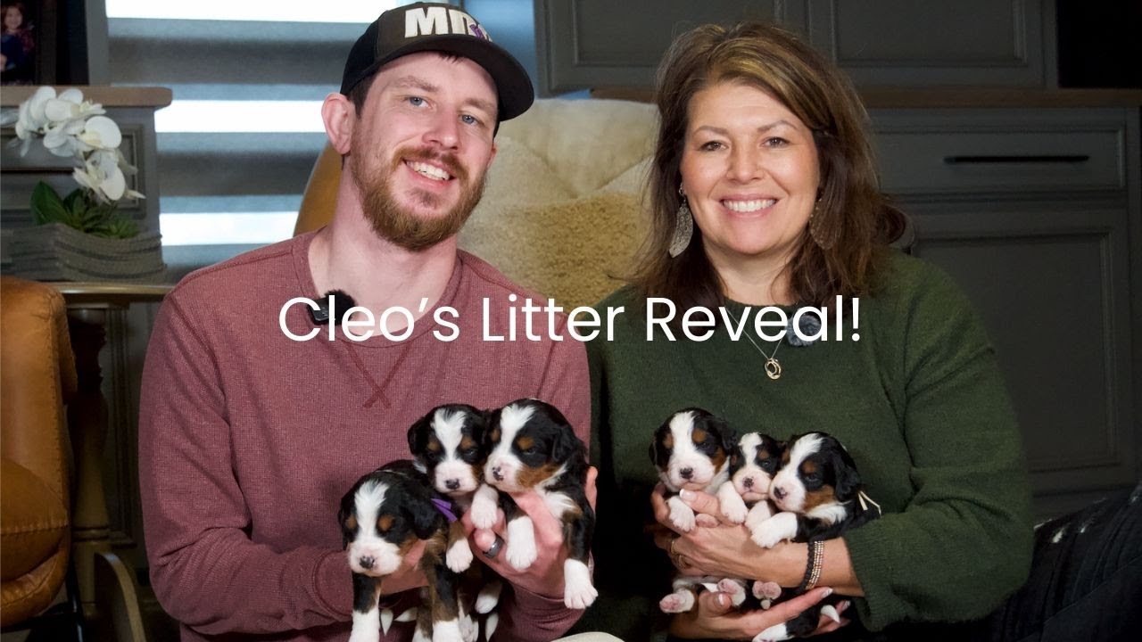 Cleo's Bernedoodle Litter Reveal!