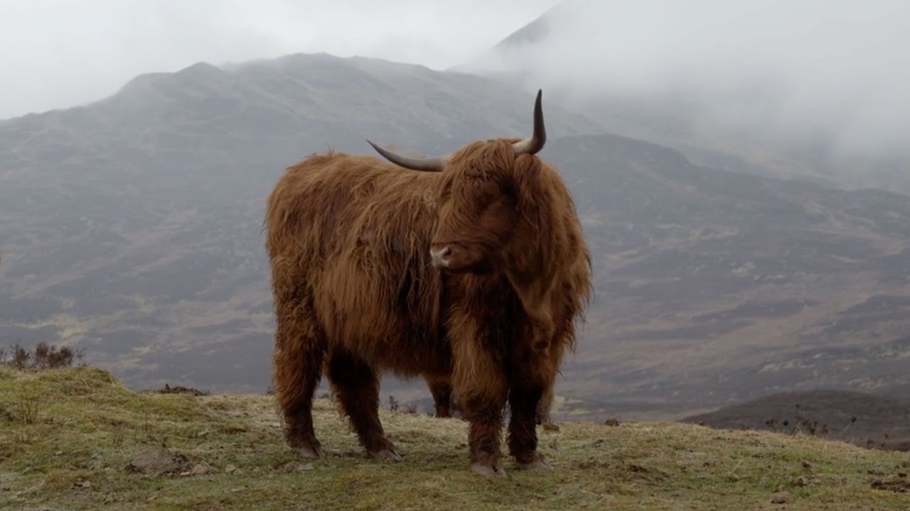 What's it like being a farmer in Scotland