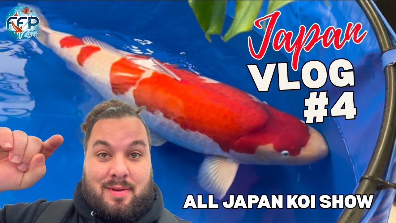 Japan Vlog #4 - The All Japan Koi Show