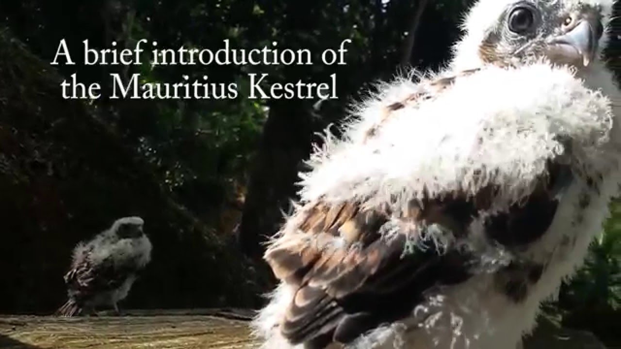 A brief introduction of the Mauritius Kestrel