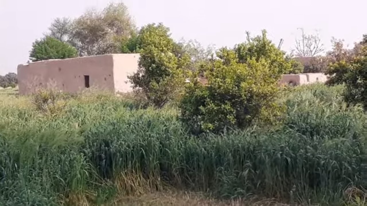 beautiful scene in village  | village life in south Punjab Pakistan | village life tour vlog