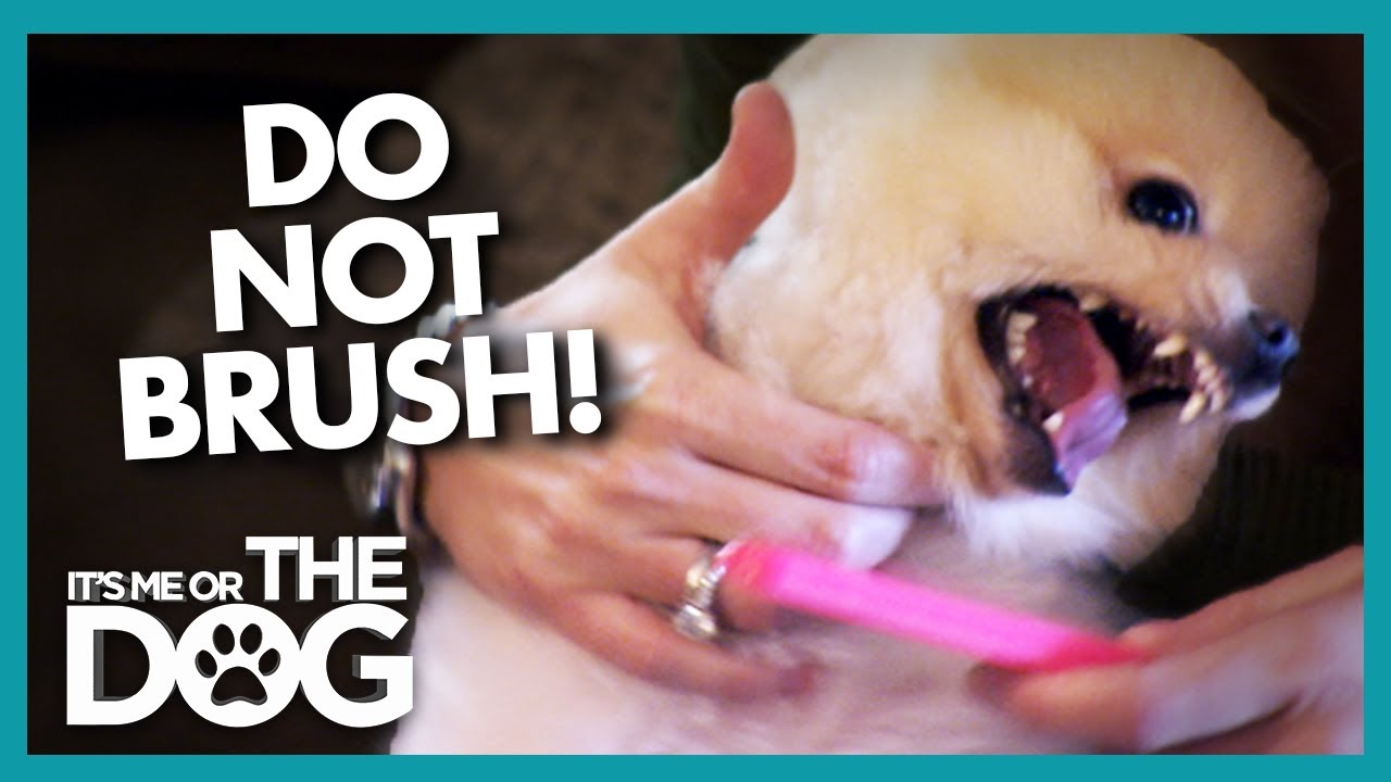 Pomeranian 'Turns into Ninja' to Avoid Brushing | It's Me or the Dog