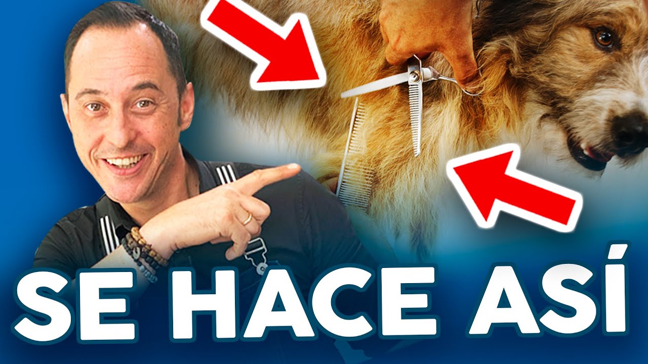 ¡NO LO RAPES! ⛔️⛔️ Cómo CORTAR el PELO a un PERRO con TIJERA en casa y HACERLO FELIZ