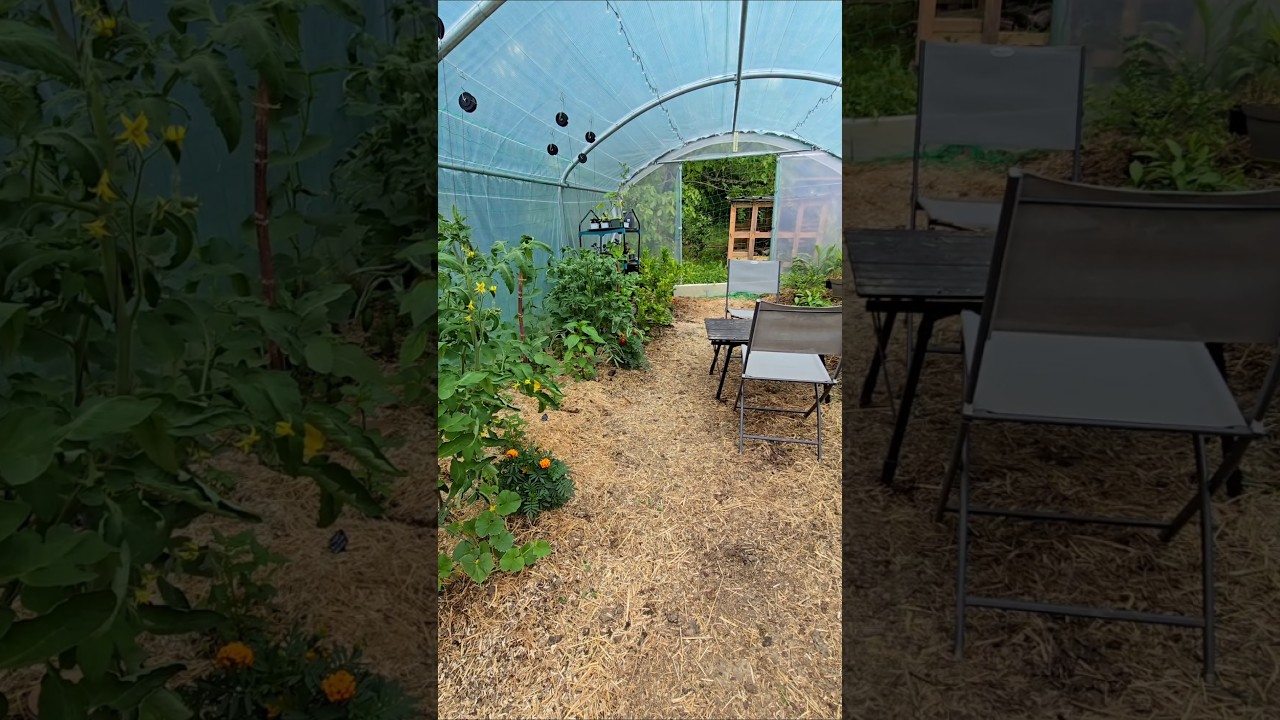 Mon petit jardin commestible exotique au 18 Mai