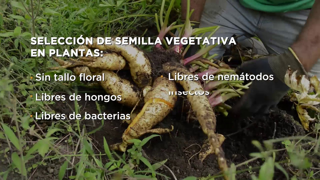 Cultivo de arracacha en las zonas productoras de Cajamarca e Ibagué (Tolima)