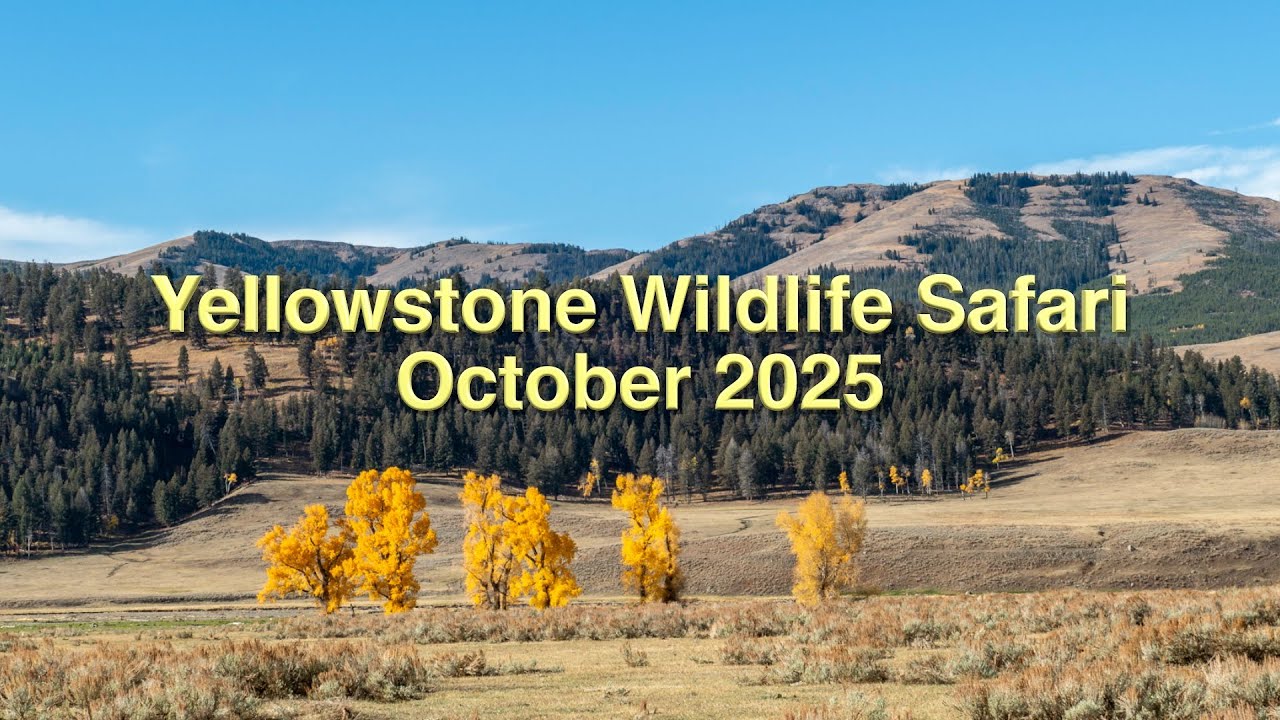 Yellowstone Wildlife Safari, October 2025