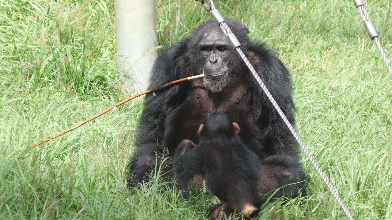 フブキとシジミ、朝の挨拶　多摩動物公園　チンパンジー　202510