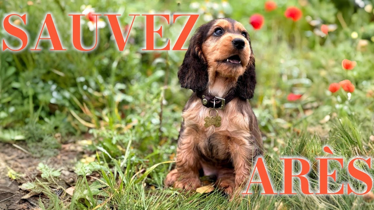 🆘 IL FAUT SAUVER LE CHIOT ARÈS (15 jours pour agir !) 💔