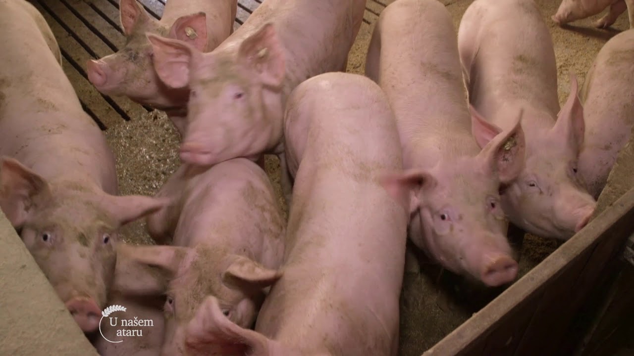 Farma svinja u Sremskoj Mitrovici - U nasem ataru 711