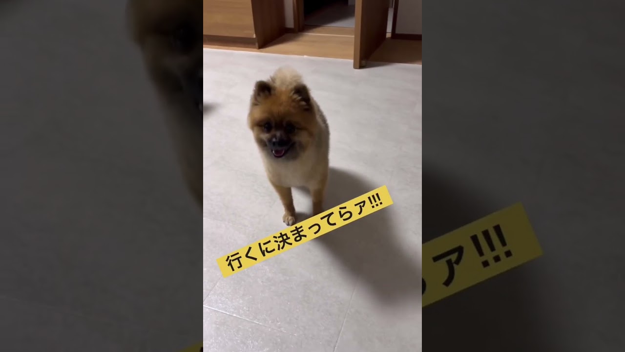 ポメラニアンのひめ 2025総集編!!! #ポメラニアン #ポメラニアンのいる生活 #元気になる動画 #癒し #元気お届け #可愛い #かわいい #いぬのいる生活 