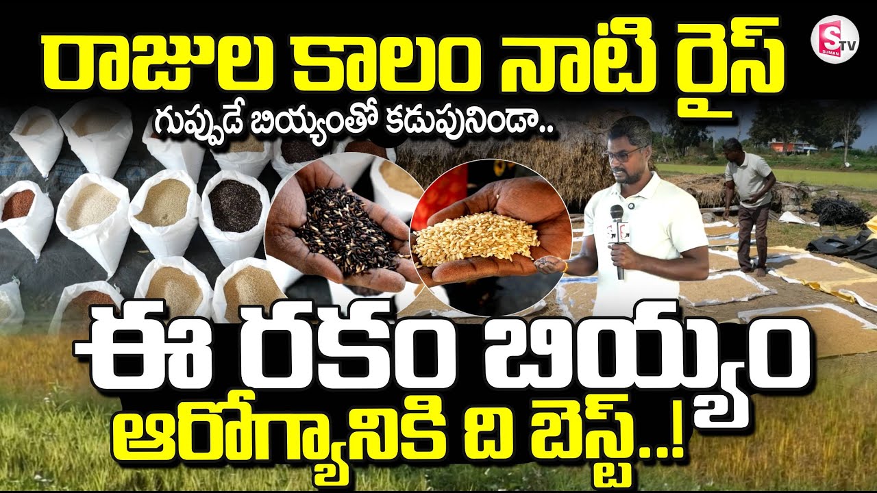రాజుల కాలం నాటి రైస్..! | Organic Paddy Farming | Healthy Rice Types | @SumanTVRythu