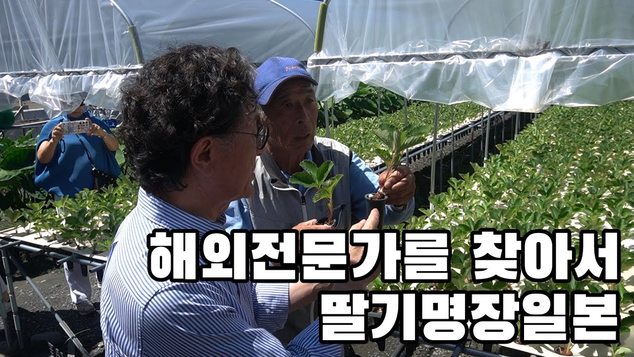 해외 전문가를 찾아서-딸기명장일본