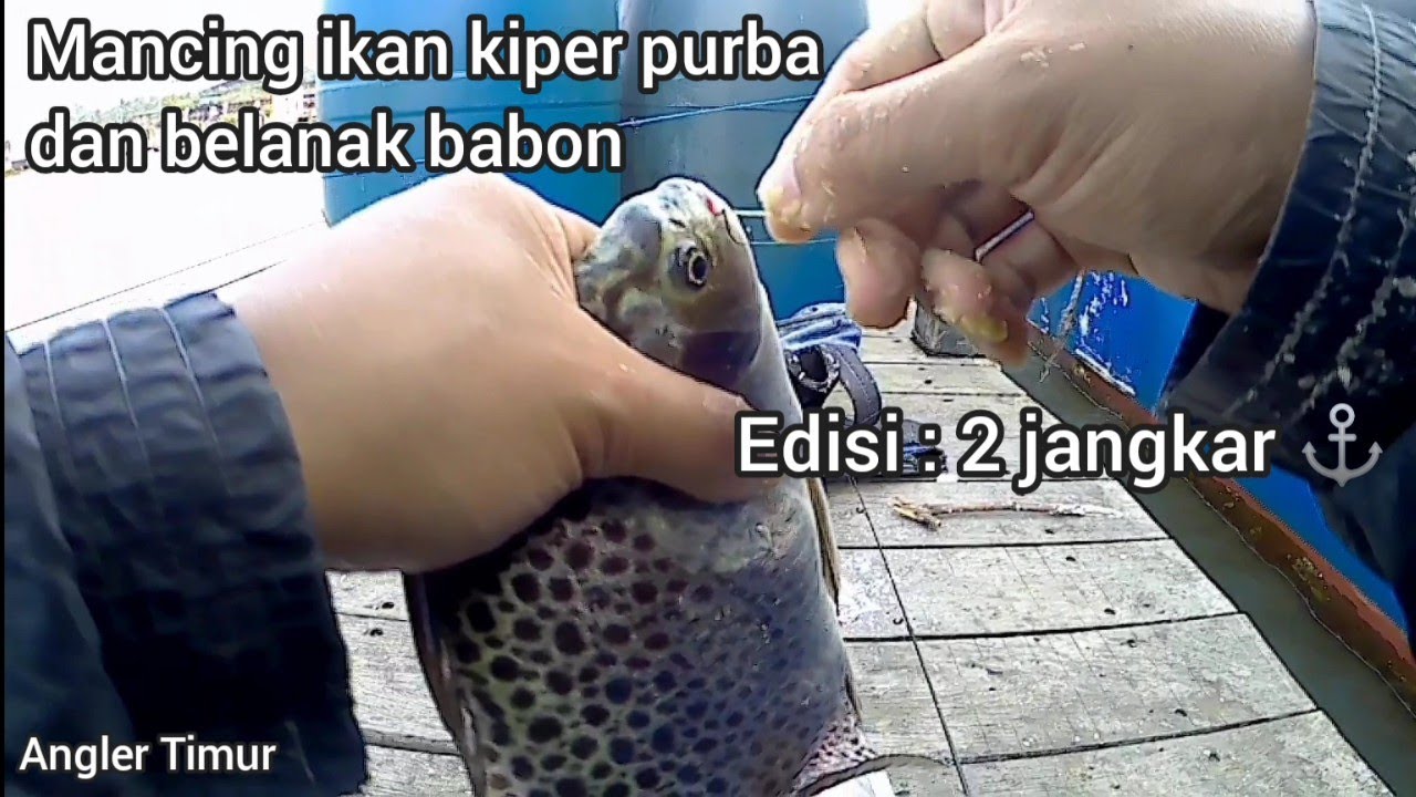 Cara Mancing ikan kiper purba dan belanak babon