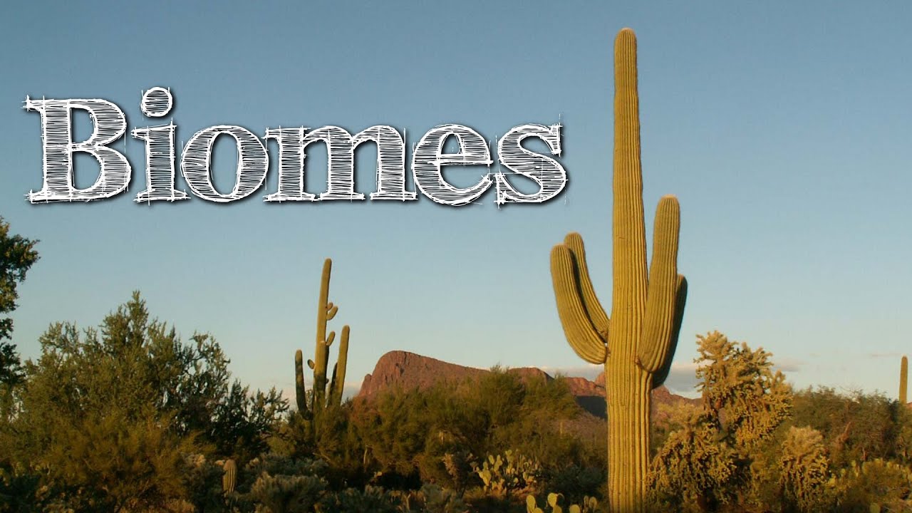 Biomes of the World for Children: Oceans, Mountains, Grassland, Rainforest, Desert - FreeSchool