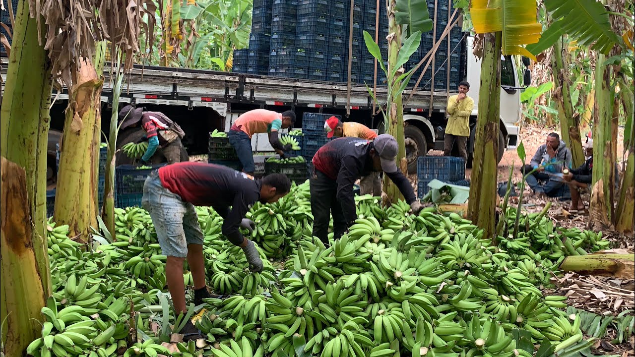HOJE FOI DIA DE COLHEITA DE BANANAS