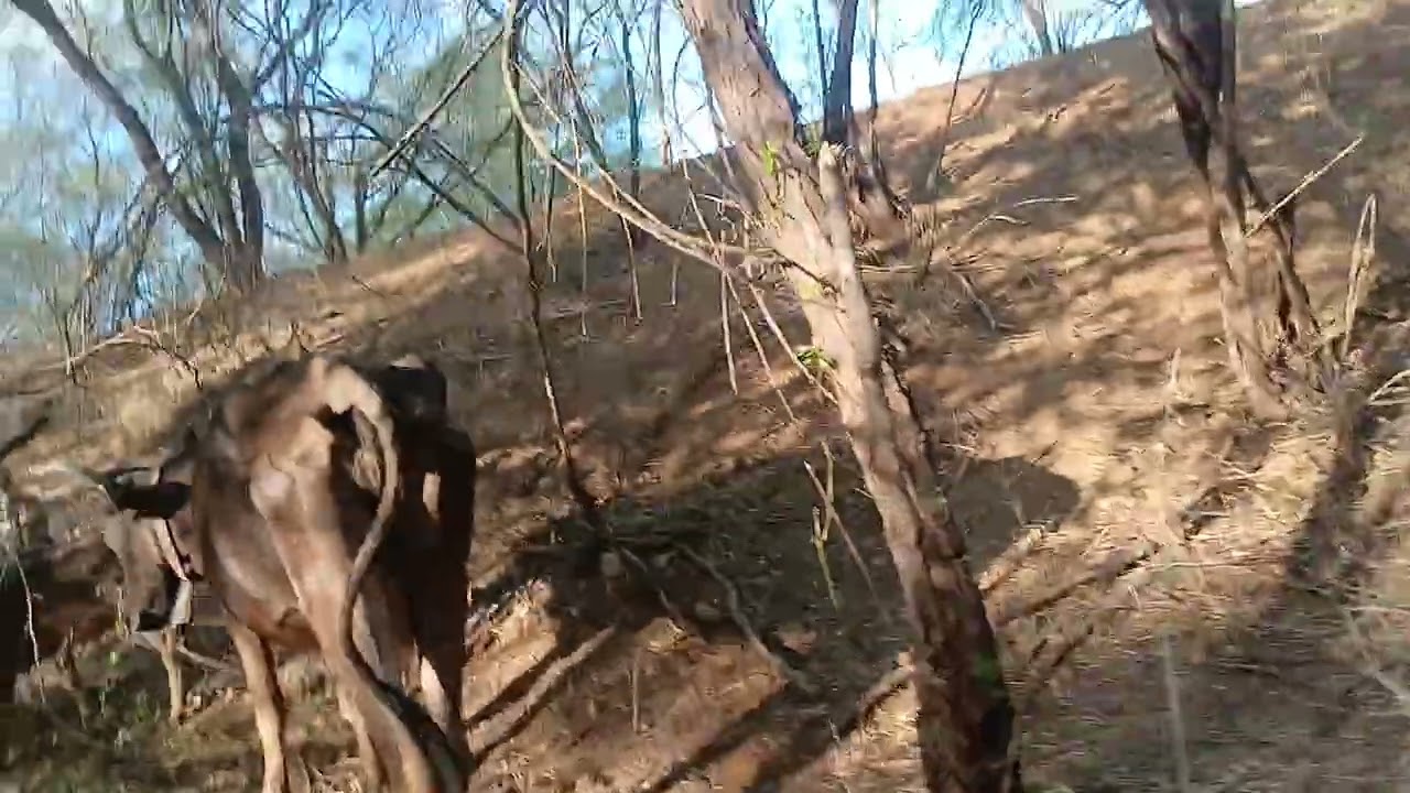 Segundo dia do gado na roca nova ja tao acotumadas