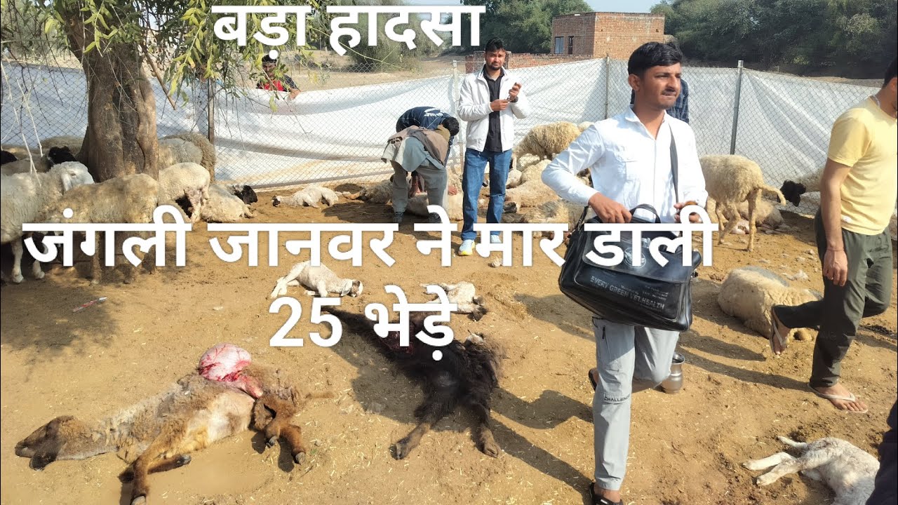 “भेड़ों पर जंगली जानवर का हमला 😱 | ग्वालिसर गांव का खौफनाक सच”