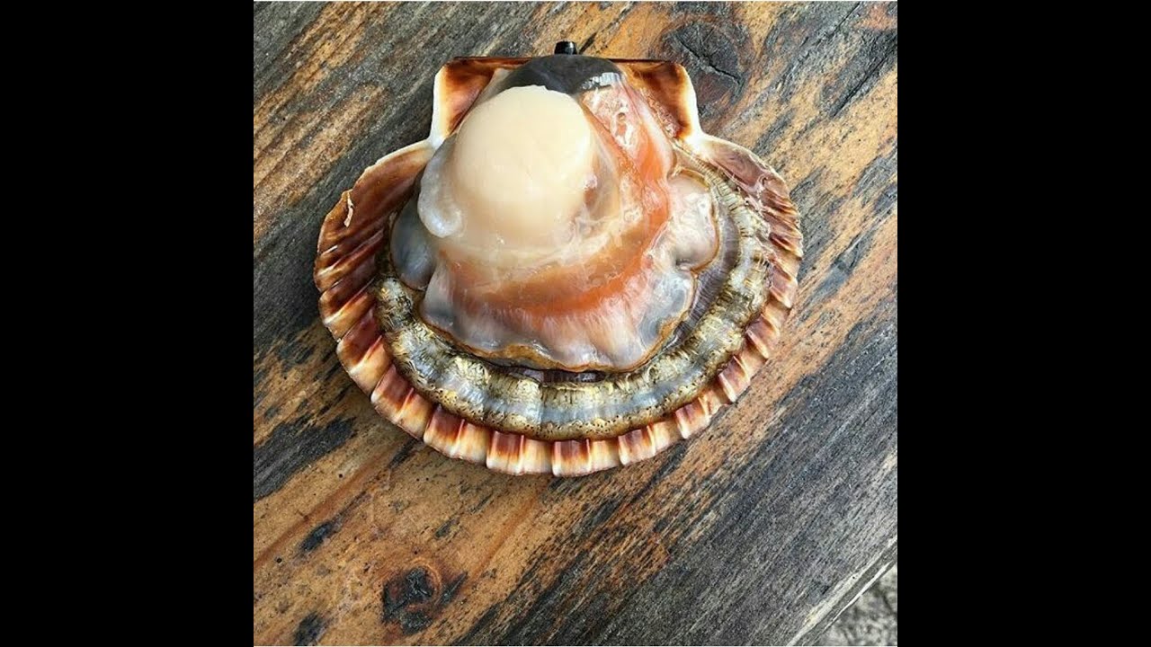How to shuck scallops by Henderson To Home