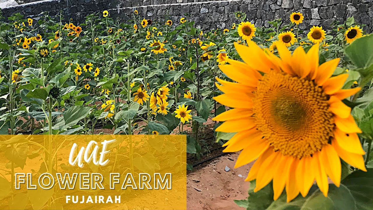 UAE Flower Farm | Valley of flowers in Wadi Asimah | Things to do in Fujairah | Fujairah Flower Farm