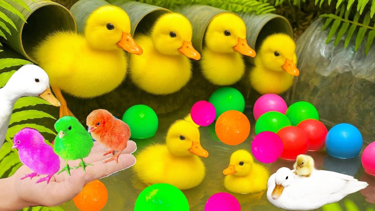 Mencari Bebek, Menangkap Bebek Lucu, Bebek Berenang, Ayam Warna-Warni Dan Hewan Lainnya!!
