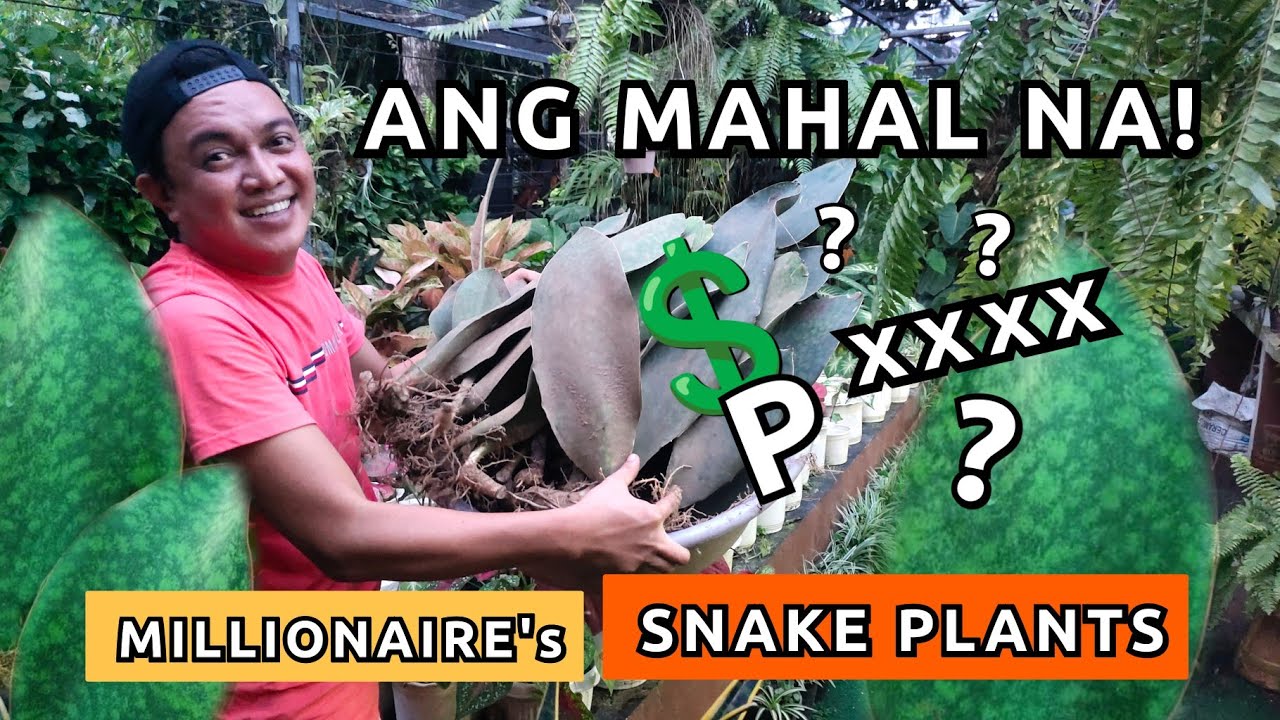 MILLIONAIRE'S SNAKE PLANTS | MAGKANO NA ANG BENTAHAN NG TRENDING PLANTS NA ITO?