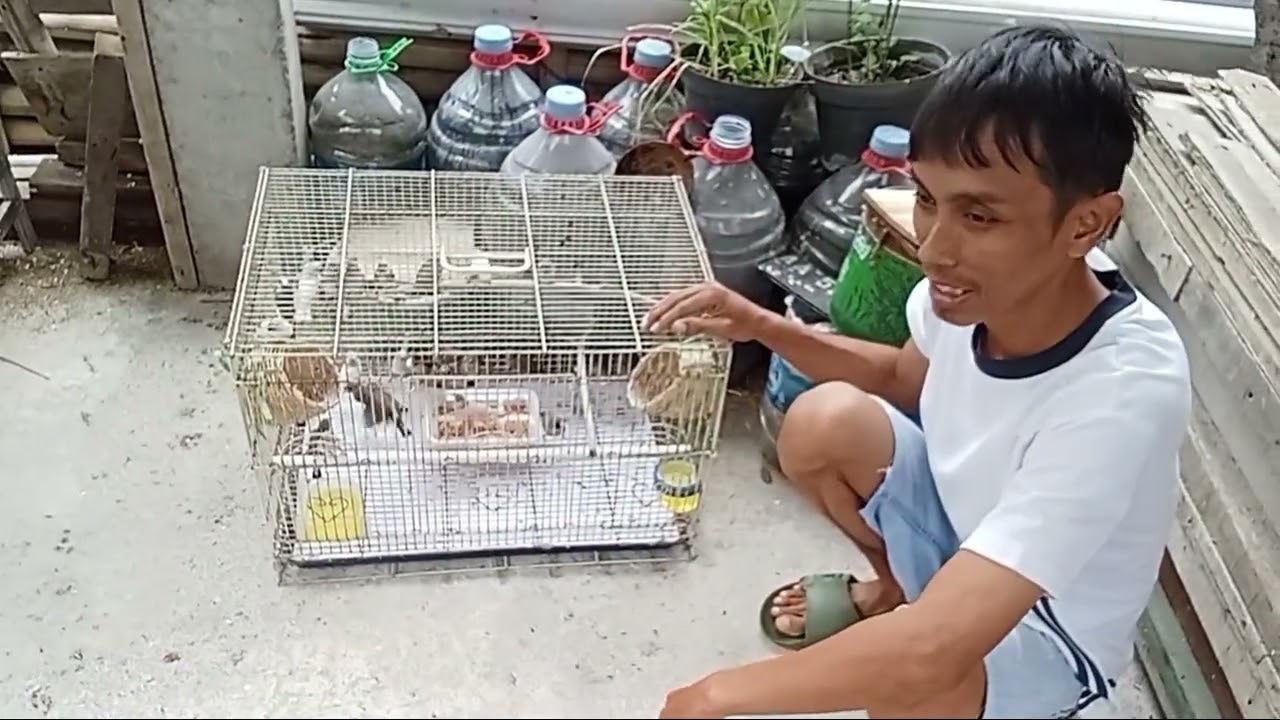 Burung ZEBRA FINCH yang mudah diternak/ditangkar dikandang aviari,dengan sistem koloni.