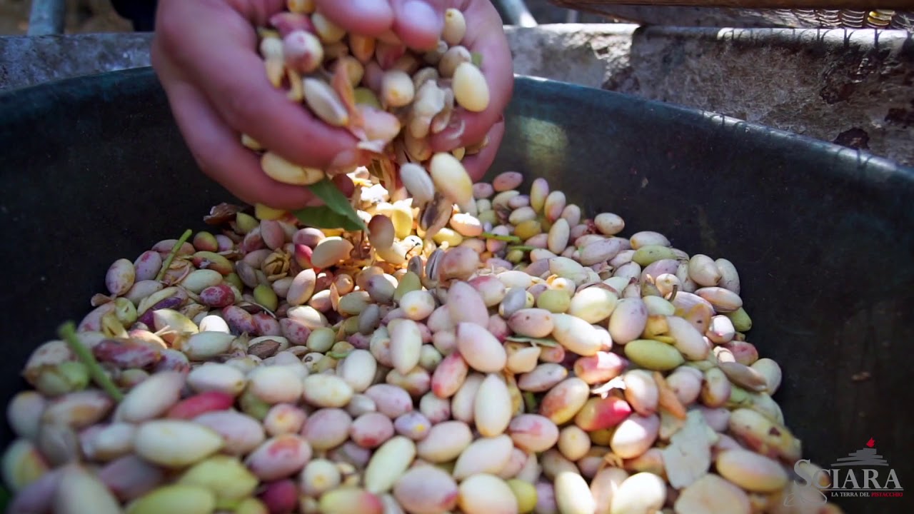 Raccolta di Pistacchio di Bronte DOP | Sciara La Terra del Pistacchio