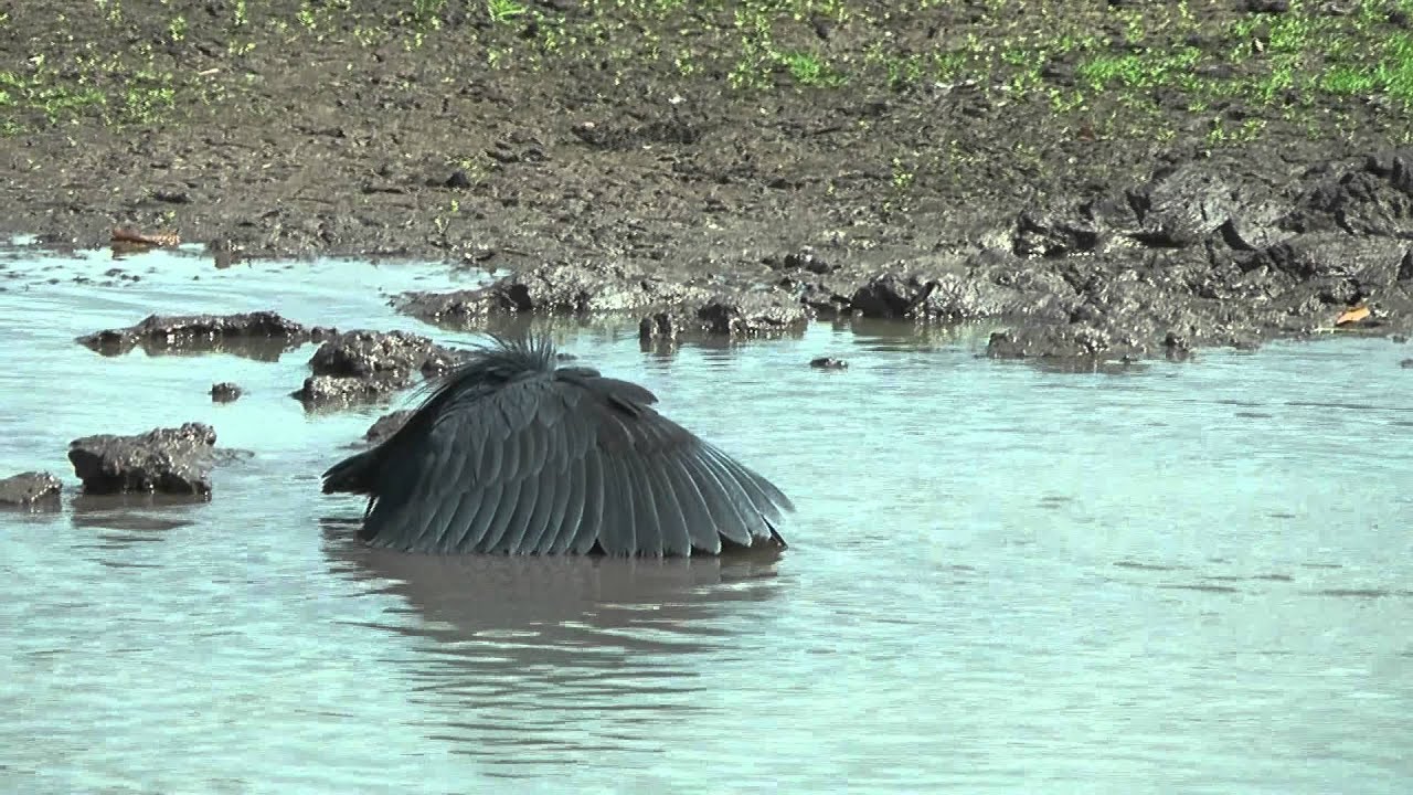 Clever Bird in Africa