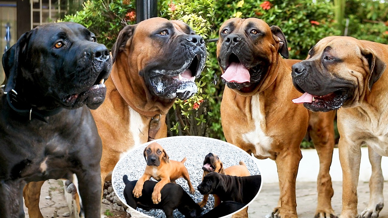 Визит в компанию TJ Johnson Home Protection | В наличии породистые бурбули и щенки.