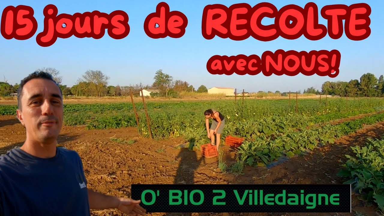 15 Jours de récolte avec NOUS, à fond les légumes, cueillette, ramassage et explications!!!