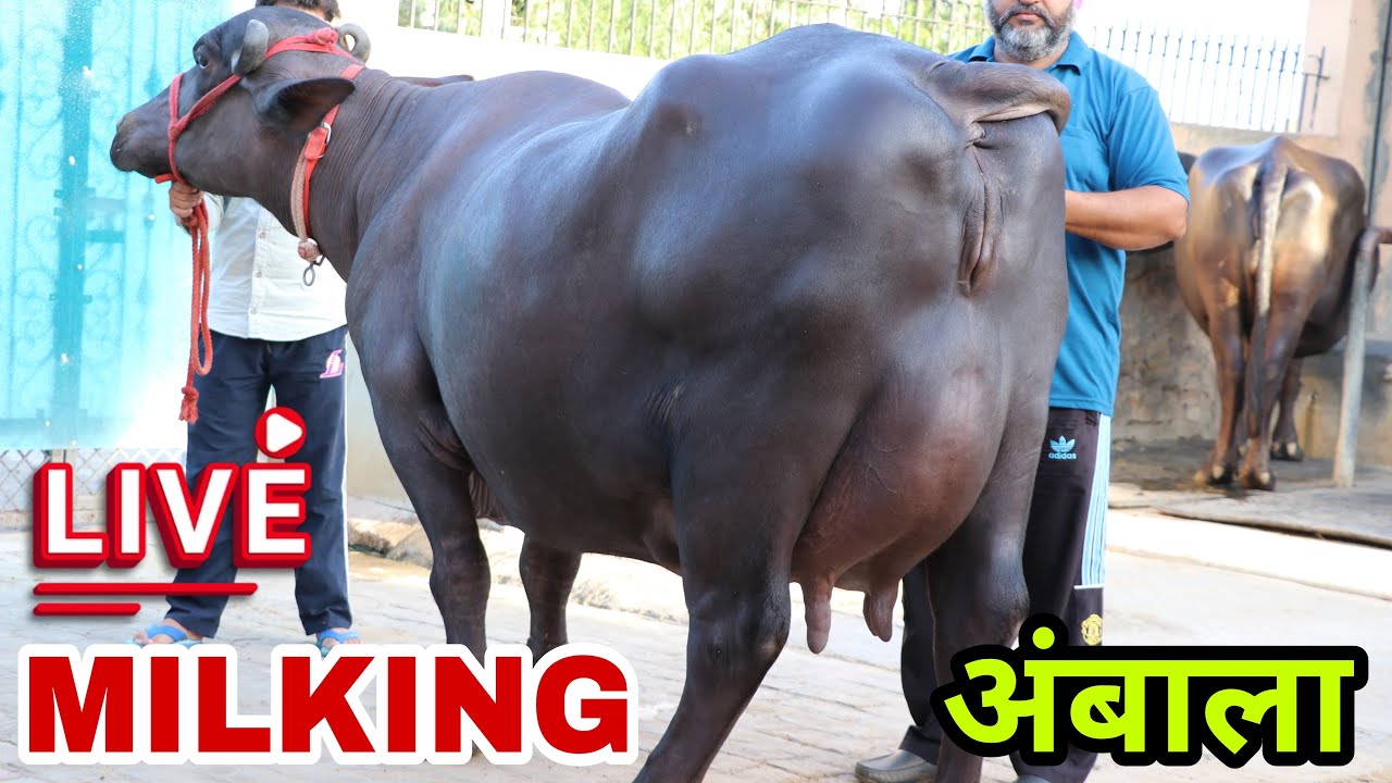 ज़बरदस्त मुर्राह भैंस की मिल्किंग♥️♥️ Live Milking 🔴 Owner-Billu Gill, Saha, Ambala