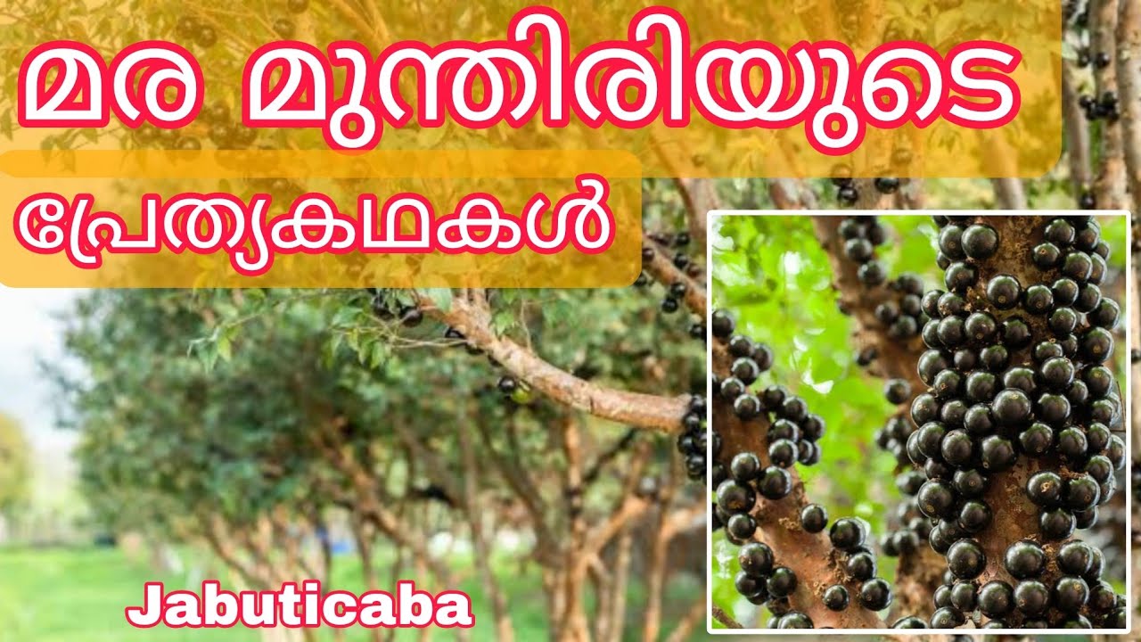 Jabuticaba മര മുന്തിരിയുടെ പ്രേത്യകഥകൾ MIRACLE FARM HOUSE MOB:9048505848
