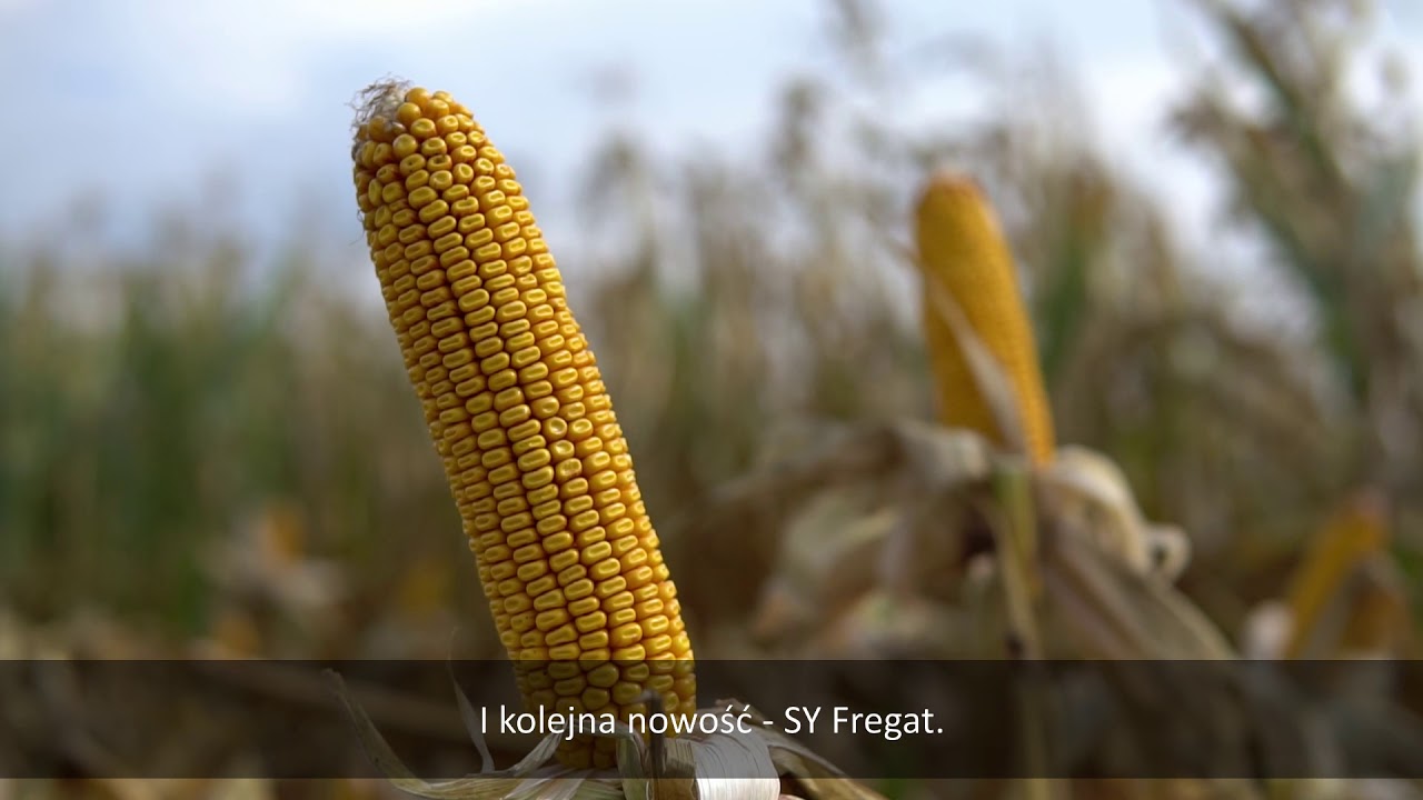 Pola Klasy S Polanowice Kruszwica 2019