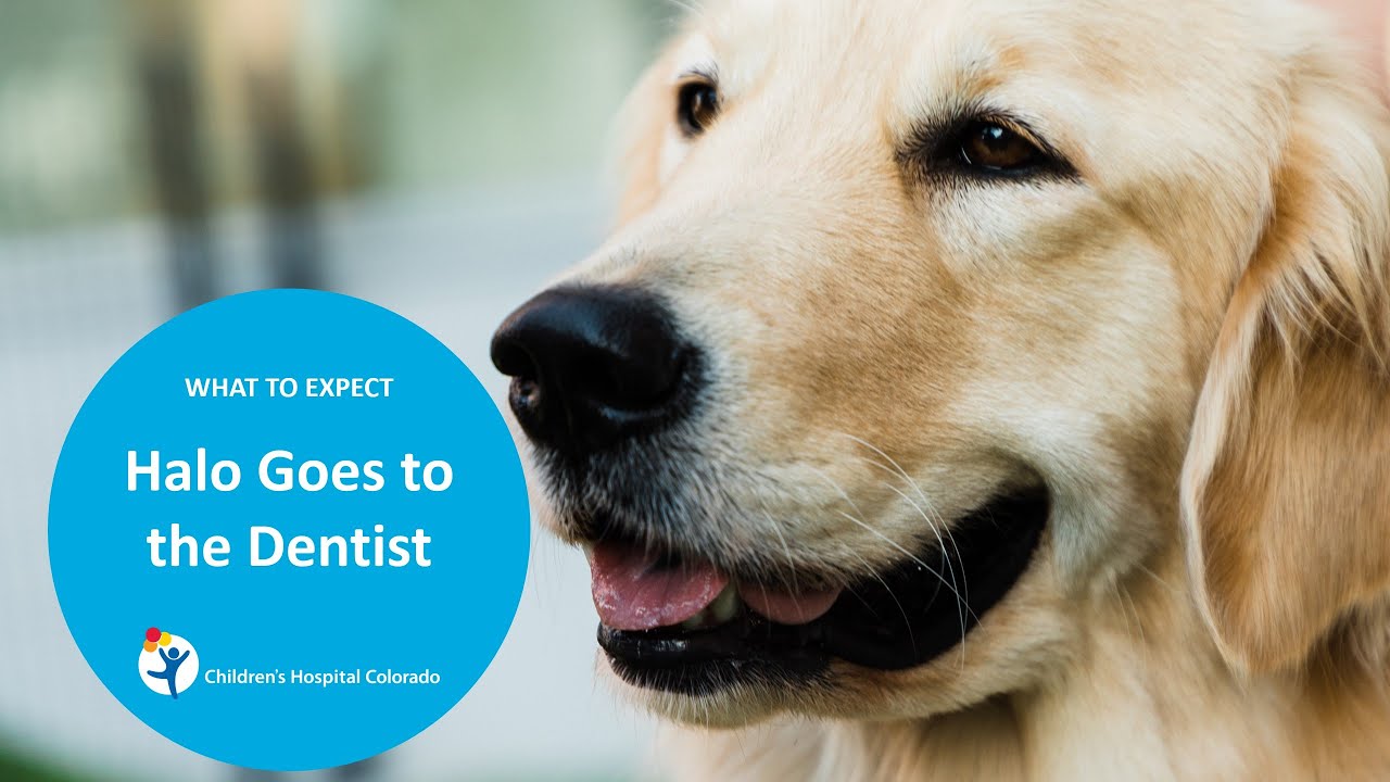 What to Expect from Teeth Cleaning: A Medical Dog Goes to the Dentist