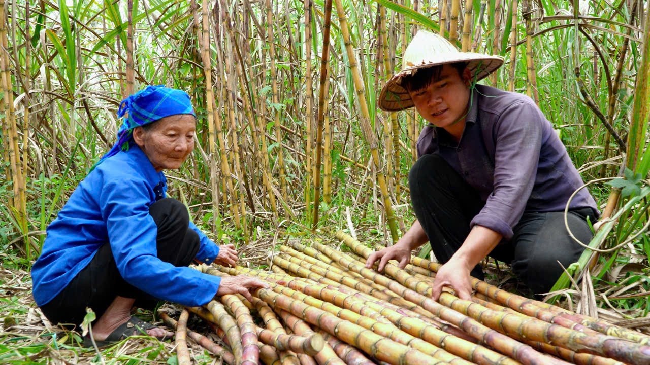 Trinh Ho harvests sugarcane and makes sugarcane syrup using traditional methods.